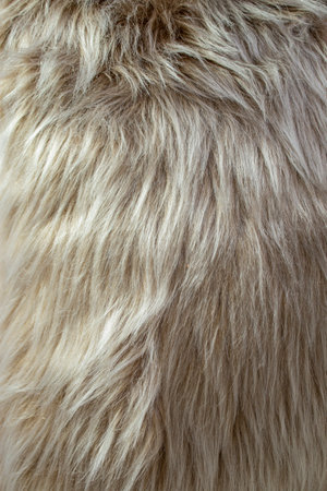 Long hair gray fur close up structure texture , full frame  backdrop