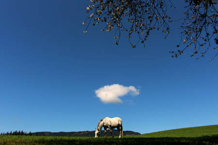 Horse under a cloudの写真素材