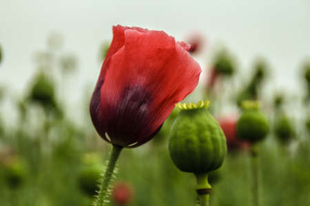 mohnblteの写真素材