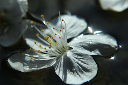 kirschblte in waterの写真素材