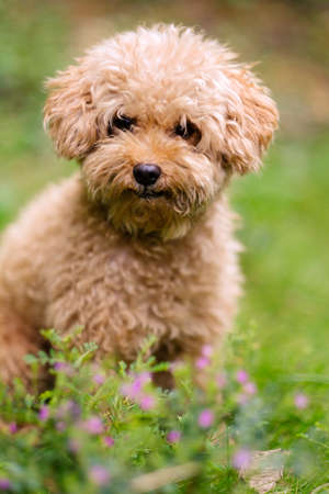 Community pet photosの写真素材