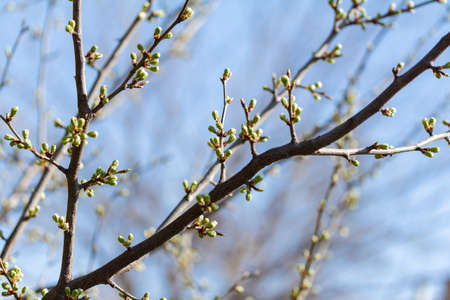 the first green leaves against the sky in spring