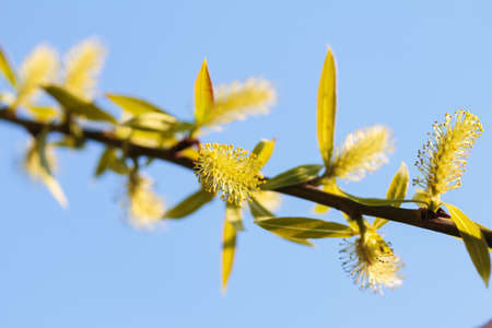 flowering willow in spring against the blue skyの写真素材