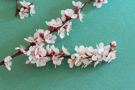 Cherry blossoms in spring on green background
