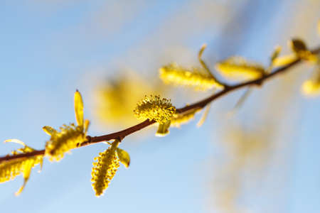 flowering willow in spring against the blue skyの写真素材