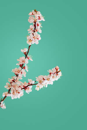 Cherry blossoms in spring on green backgroundの写真素材
