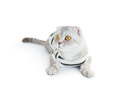 Cat in top on white backgroundの写真素材