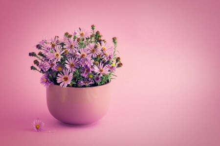 wild Aster in lilac cupの写真素材