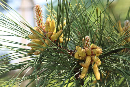 beautiful flowering pine cones