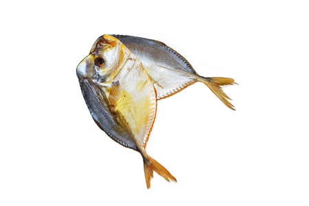 Fish selene isolated on white background