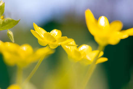 blur background with first spring flowers in the garden