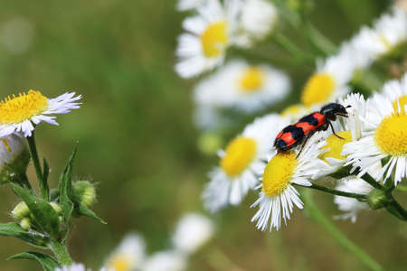 Large firebug on the chamomile flower