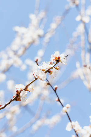 Cherry blossoms in spring against the blue sky