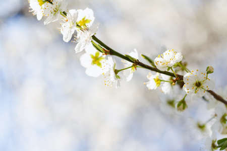 Cherry blossoms in spring against the blue skyの写真素材