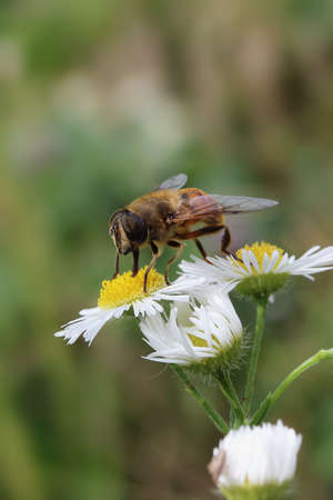 Large drone on the chamomile flowerの写真素材
