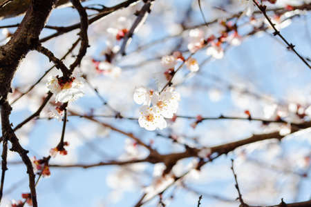 Cherry blossoms in spring against the blue skyの写真素材
