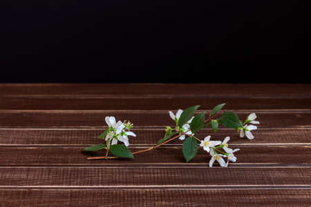sprig with Jasmine flowers on a wooden table surfaceの写真素材