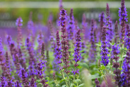 a field planted with purple sage flowersの写真素材