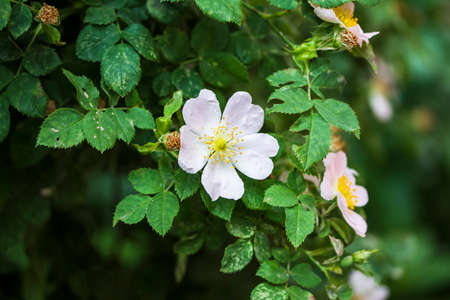 rosehip flowers on a bush in spring