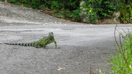 Guadeloupe: in Atlantic ocean and Caribbean seaの写真素材