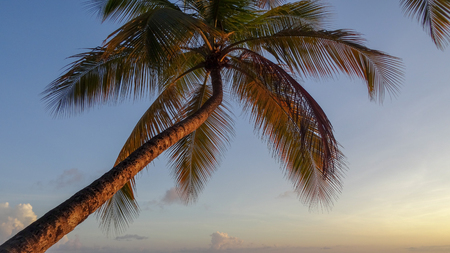 Exotic vacations in Martinique between sea and oceanの写真素材