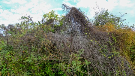 Exotic vacations in Martinique between sea and ocean