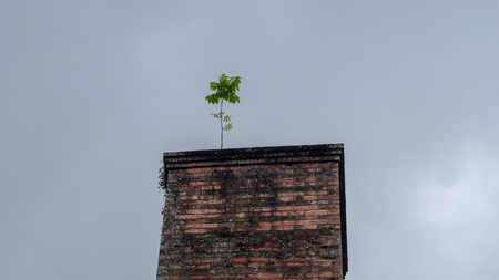 Exotic vacations in Martinique between sea and oceanの写真素材