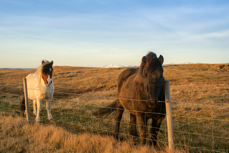 Beautiful mountains and fantastic geysers and waterfalls are popular part of Iceland and icelandic nature. Everything is close to the N1 road and accessable by usual carの写真素材