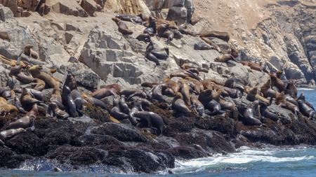 Excursion in Peru where the tourists can swim with the sea lions in the Pacific ocean.の写真素材