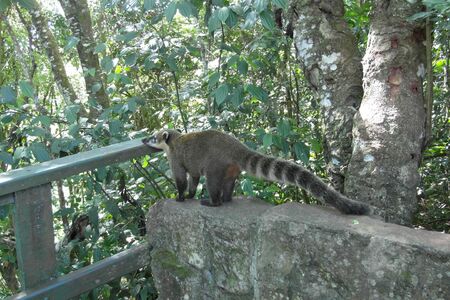 Beautiful nature of Brasil: waterfalls Iguazu. A lot of splash, water, sun and happinessの写真素材