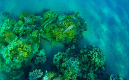Amazing underwater and other world of Red sea. Nice but not very cheap resort Eilat is situated on...