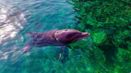 Amazing underwater and other world of Red sea. Nice but not very cheap resort Eilat is situated on the south of Israel, between Egypt and Jordan.の写真素材