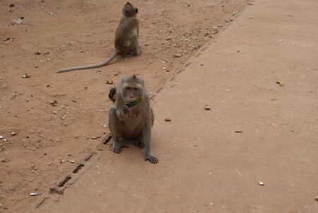 An amazing tour where you can see and even feed real monkeys. Be careful, these are wild animals!