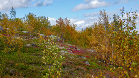 The stunning nature of the Russian north. Tundra, Murmansk region. Magnificent autumn in Monchegorskの写真素材