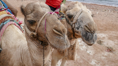 In Egypt, any tourist can buy an excursion and ride camelsの写真素材