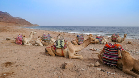 In Egypt, any tourist can buy an excursion and ride camelsの写真素材