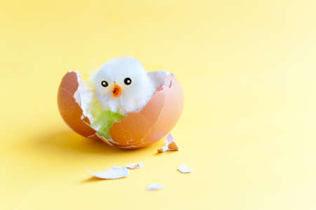 a chicken hatched from an eggの写真素材