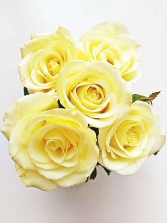 Light yellow roses arranged in a vaseの写真素材