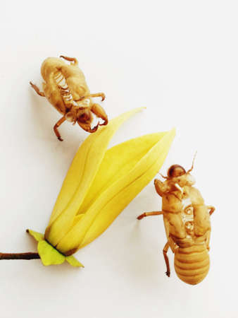 Desmos chinensis Lourの写真素材