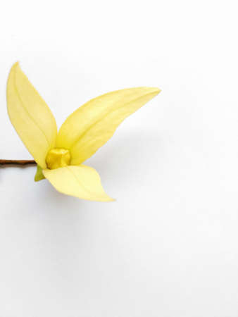 Desmos chinensis Lourの写真素材