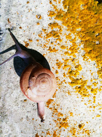 Snails are walking in the sunshineの写真素材