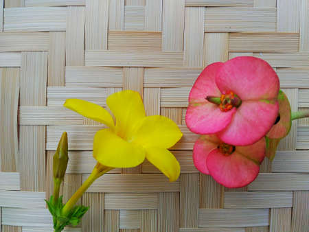 Crown of thorns flower, Christ Thorn flower  on woven bamboo patternの写真素材