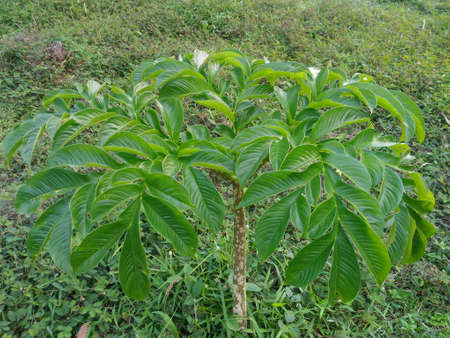 Konjac tree in the forestの写真素材