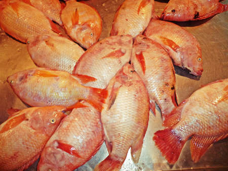 Red Tilapia fish frozen sold in market or supermarketの写真素材