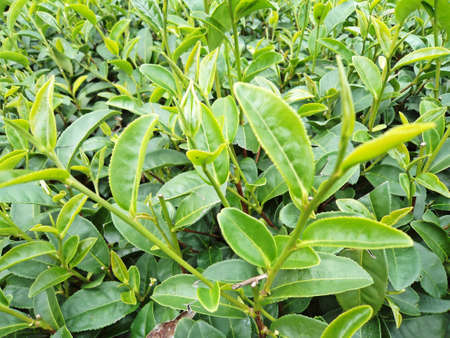 Green tea bud and leaves in tea plantations
