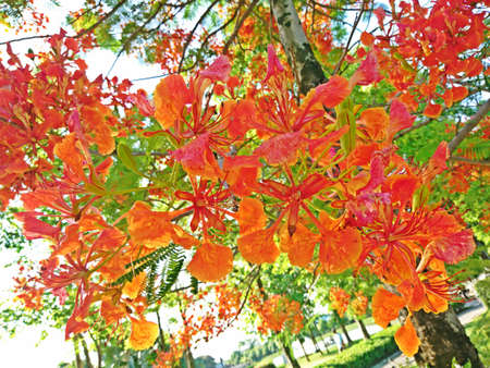 The Flame Tree or Royal Poinciana (Red flower)の写真素材