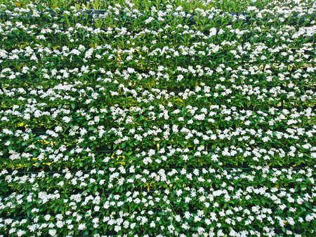 White flowers and green wall vertical in the gardenの写真素材