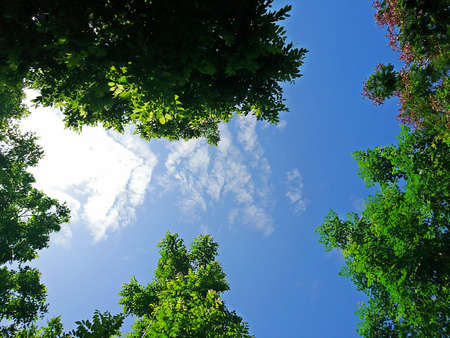 Crowns of green trees against the blue sky background