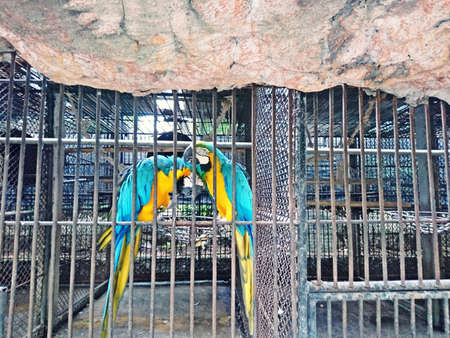 Two parrots are trapped in a cageの写真素材