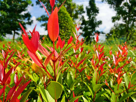 Treetop of red christina leaves in the garden with blur backgroundの写真素材